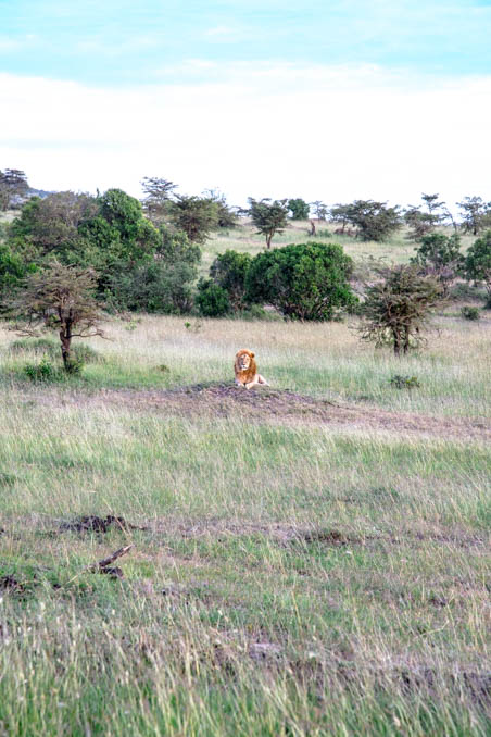 Lion in Serengeti, Africa