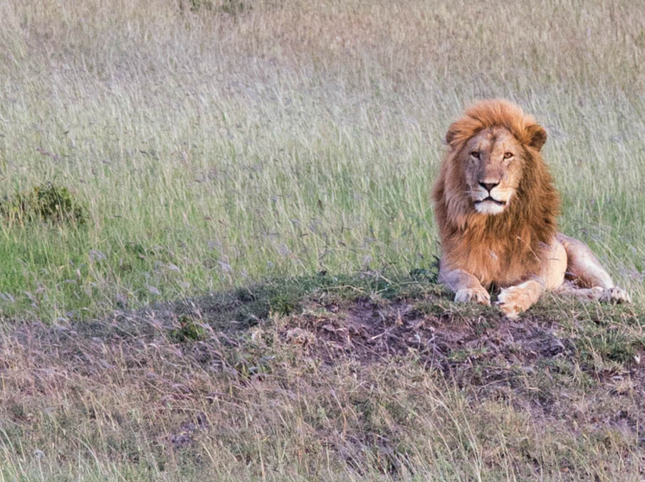 Serengeti, Africa Lion in Waiting 