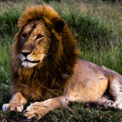 Serengeti, Africa- Lions of Tanzania