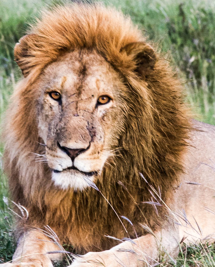 Serengeti, Africa- Lions of Tanzania 
