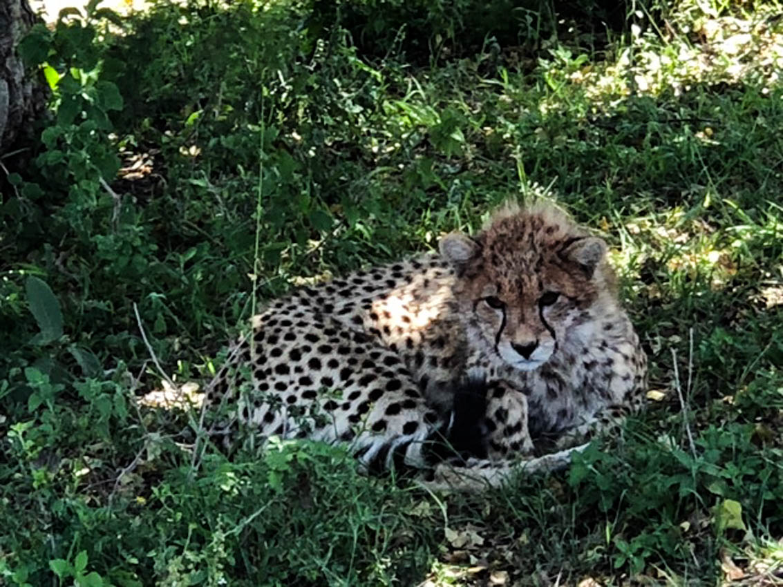 Serengeti, Africa- Cheetahs