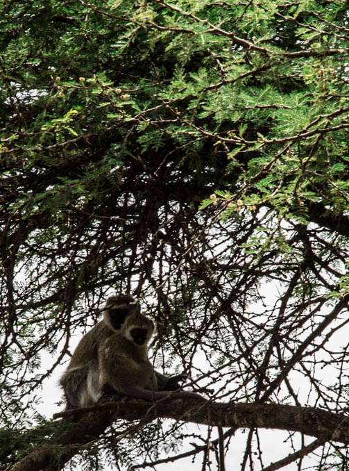 Serengeti, Africa- Mom & Baby 