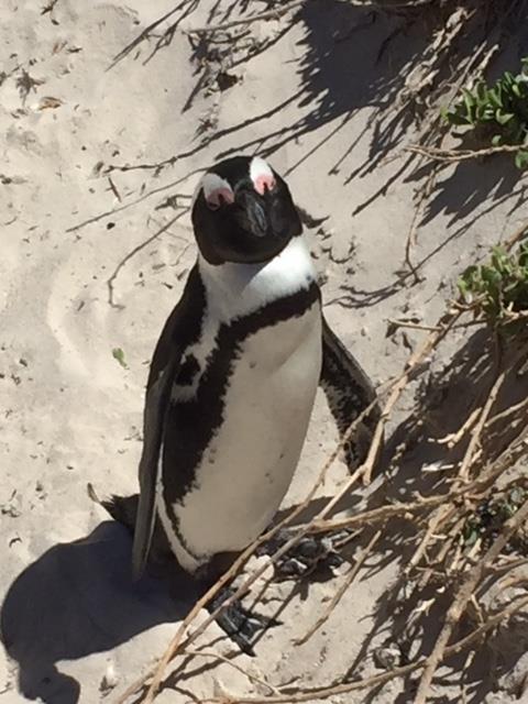 Cape Town Penguins on the Coast
