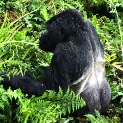 Gorilla Trekking in Rwanda we came across a Silverback