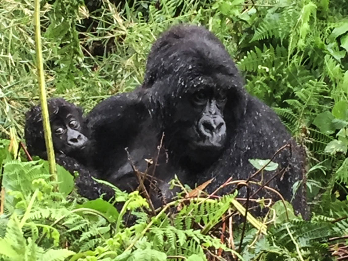 Mom Gorilla with her baby