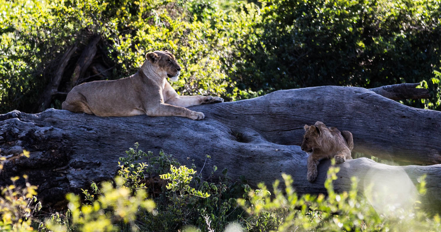 Lioness and her cubs