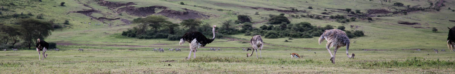 Ngorongoro Crater Ostrich