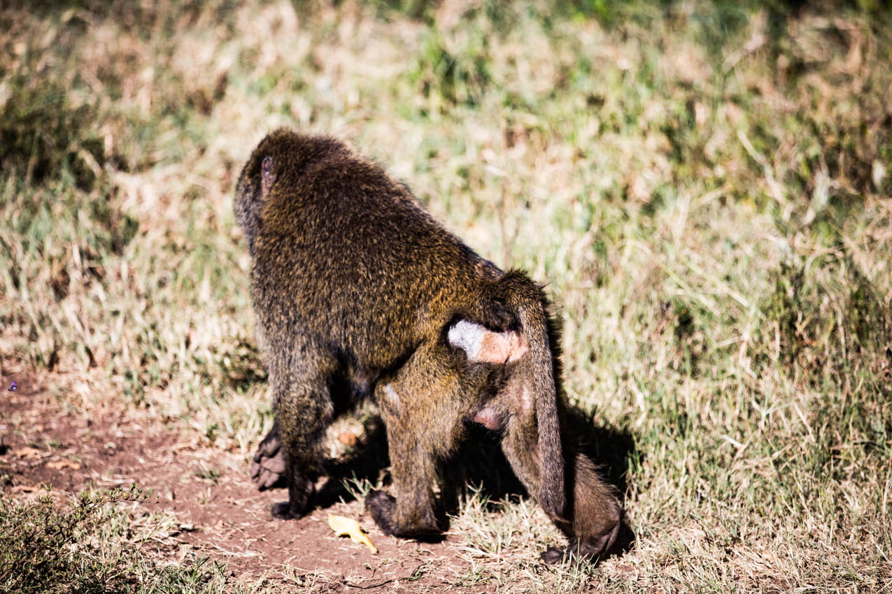 Baboons walking the streets around Ngorongoro Crater