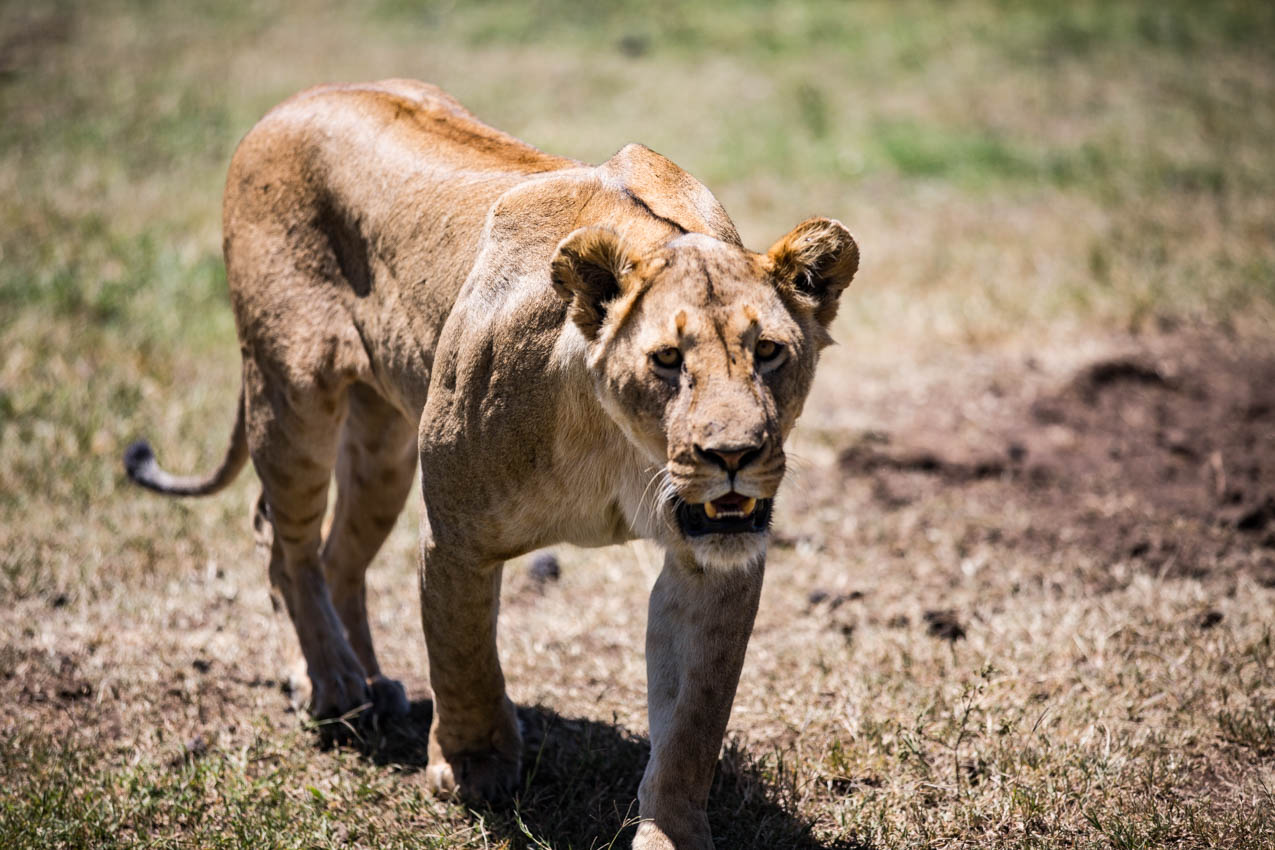 Ngorongoro Crater Lioness walked directly up to our vehicle and looked directly into my daughters eyes