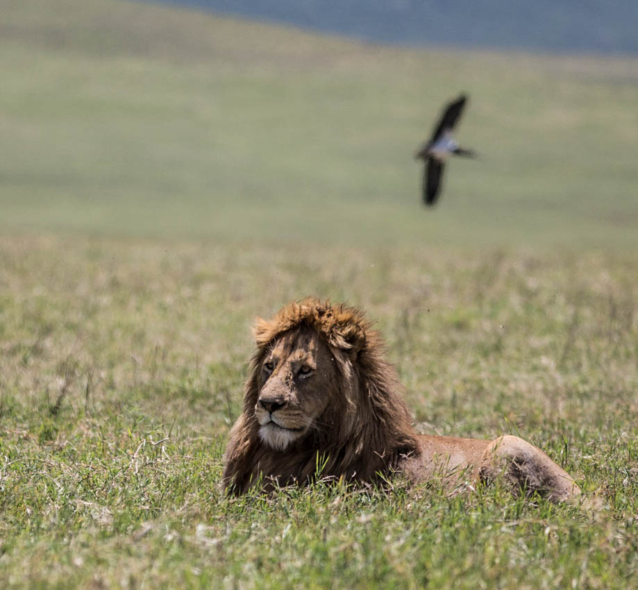 Ngorongoro Crater Lion resting