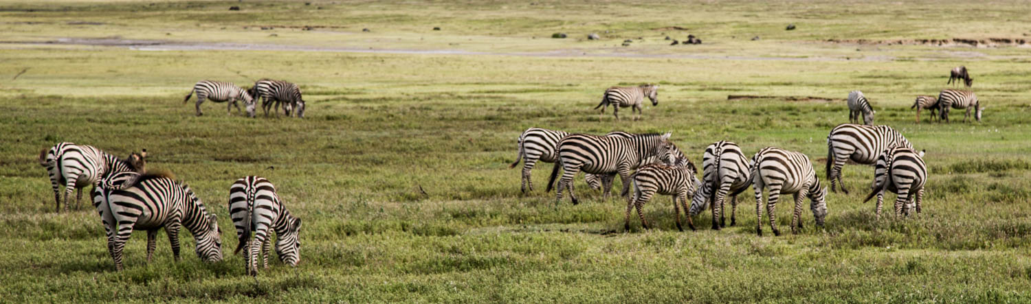 Ngorongoro Crater Zebra